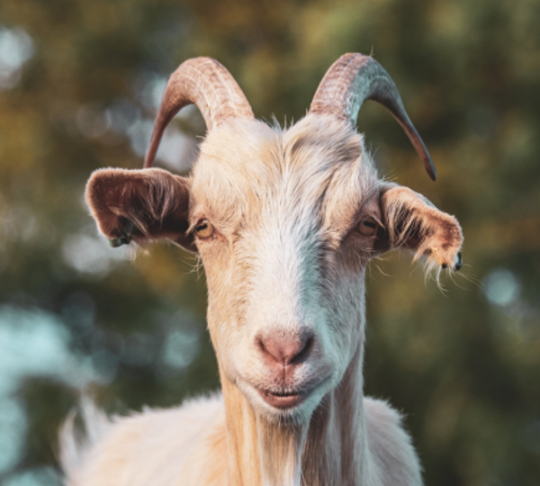 Is Limping Always a Sign of Joint Trouble in Goats?