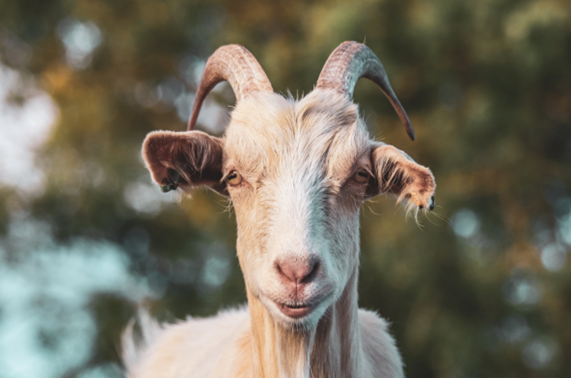 Is Limping Always a Sign of Joint Trouble in Goats?