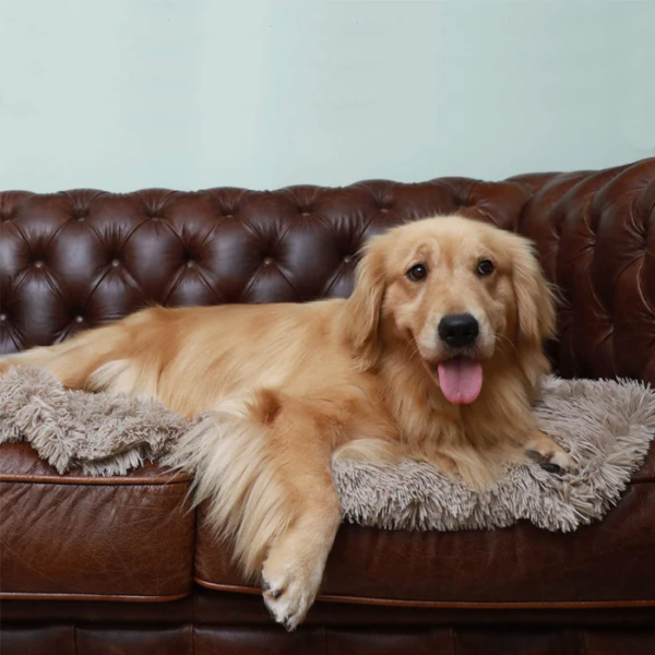 Say Goodbye to Torn Beds: Find the Best Chew Proof Dog Bed for Heavy Chewers 