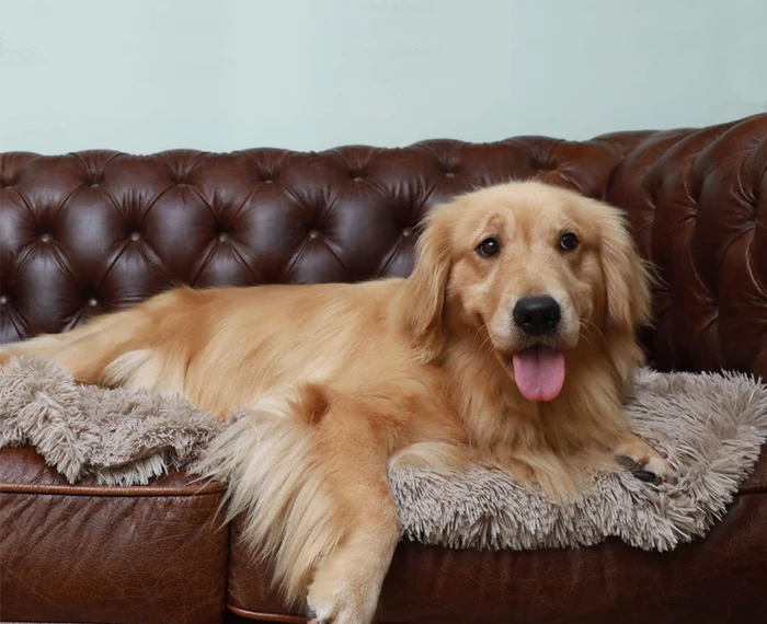 Say Goodbye to Torn Beds: Find the Best Chew Proof Dog Bed for Heavy Chewers 