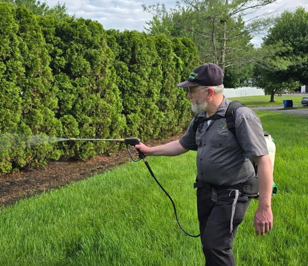 The Season A Northville Backyard Stopped Chasing Mosquitoes